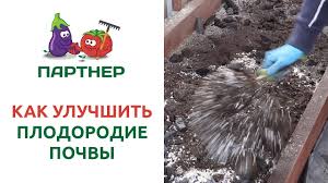Семена томатов сибирской селекции: самые урожайные