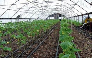Агротехника выращивания огурцов в теплице