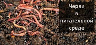 Момордика харанция (momordica charantia): состав, польза и вред, как едят, правила выращивания