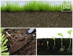 Шелковица черная: описание, польза, выращивание и уход, фото