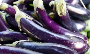 Баклажан “длинный фиолетовый”: описание, фото, отзывы